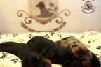 Aria en Sebi puppies 2 weken oud