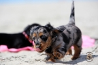 Puppies Aria en Sebi strand 11-08-2017