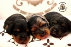 Aria en Sebi puppies 2 weken oud 035n