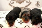 Aria en Sebi puppies 2 weken oud 043n