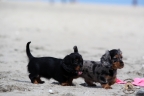 Puppies Aria en Sebi strand 11-08-2017 026n