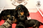 Sebi op bezoek bij puppies 3 weken oud 065n